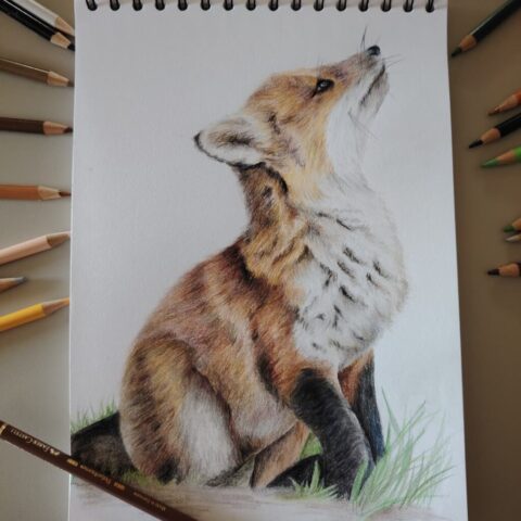 Fox, foxy, nature, portrait, ritratto animale, animali, volpe, ritratto realistico, realismo, realism, illustration