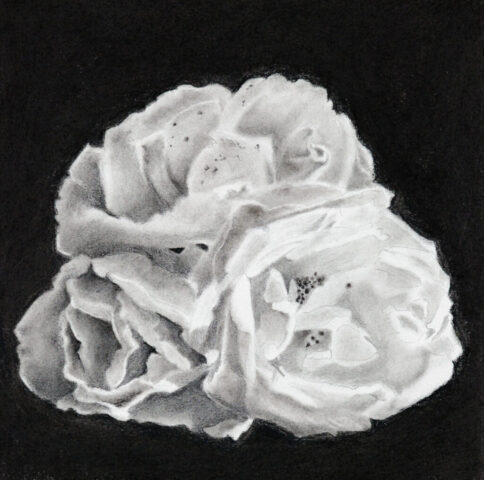 Roses, rose, carboncino, grafite, black and white, bianco e nero, realismo, arte realistica, disegno, art